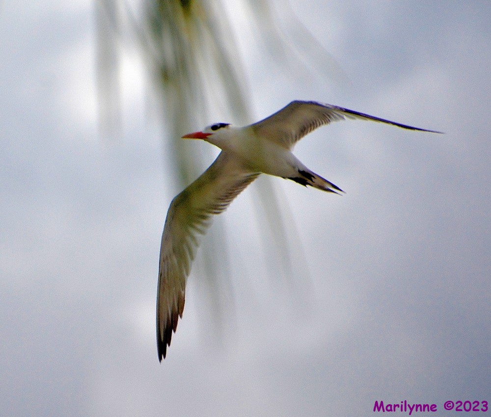 DSC_0478_001.JPG