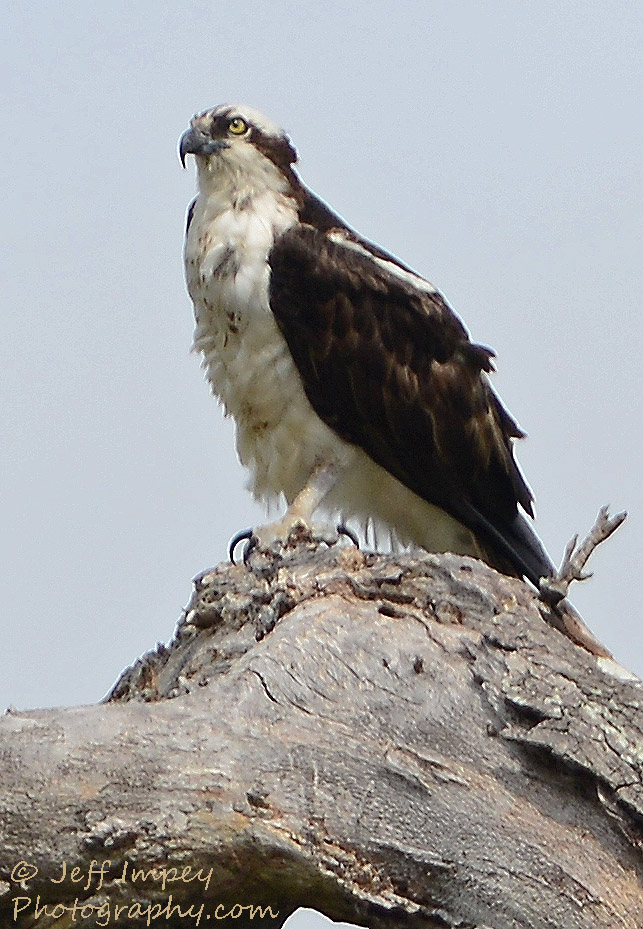 DSC_0479.jpg