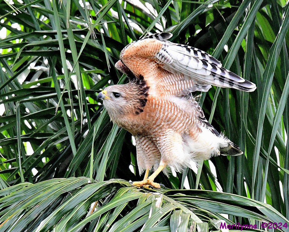 DSC_0480_001.JPG