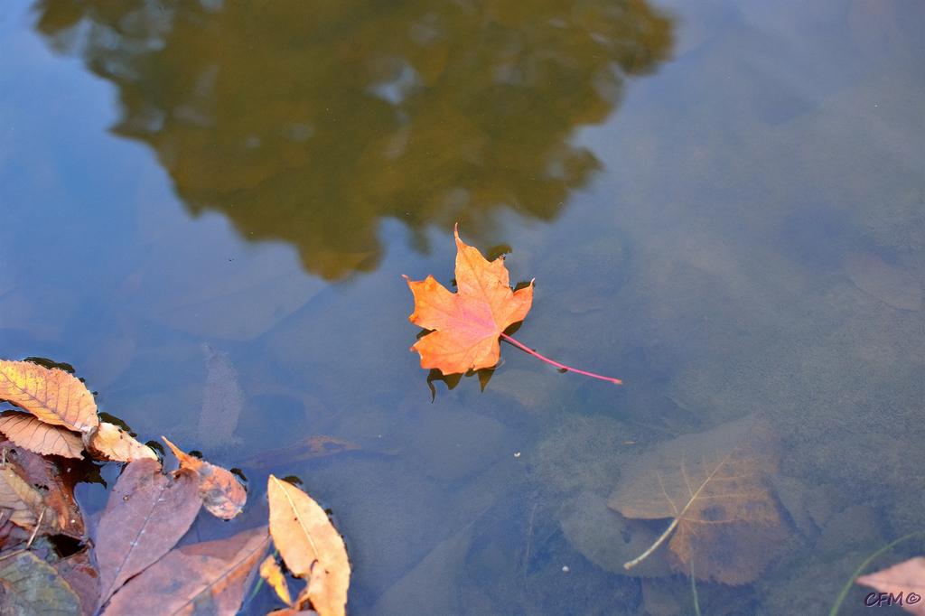 DSC_0484 nxd.jpg