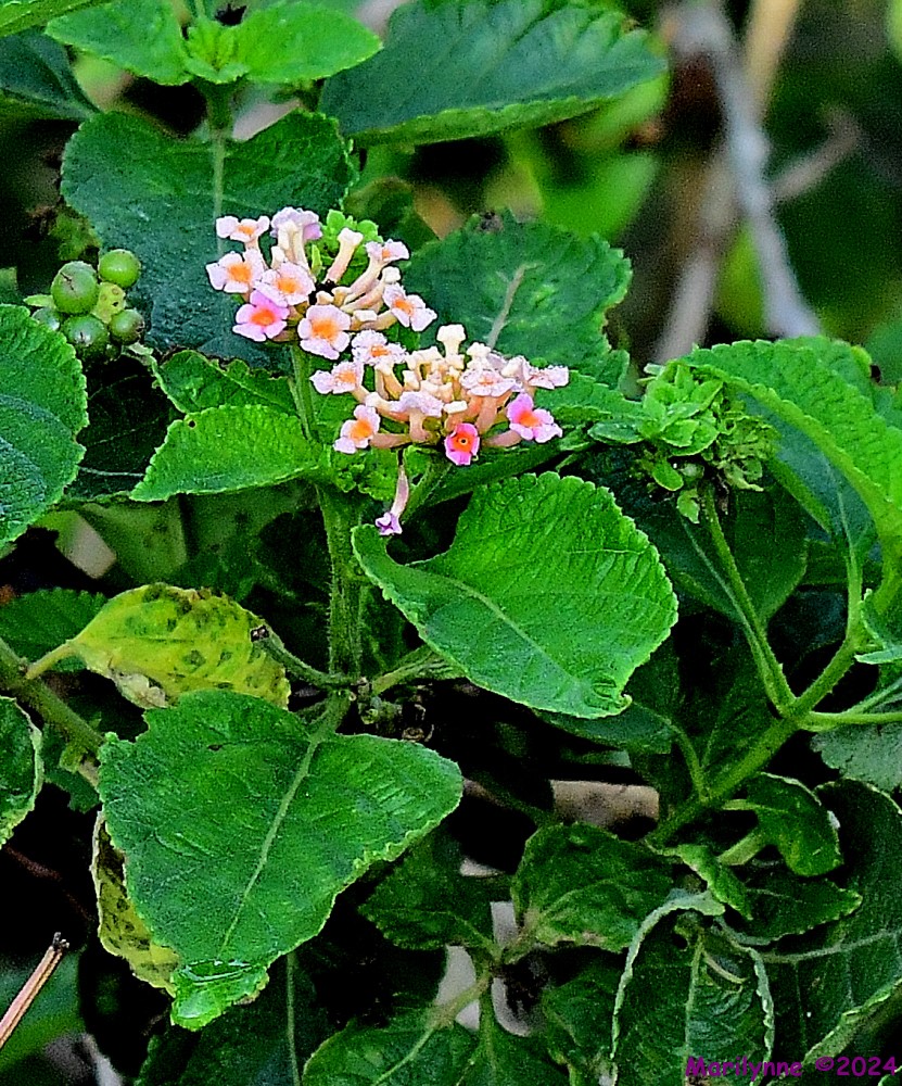 DSC_0484_001.JPG