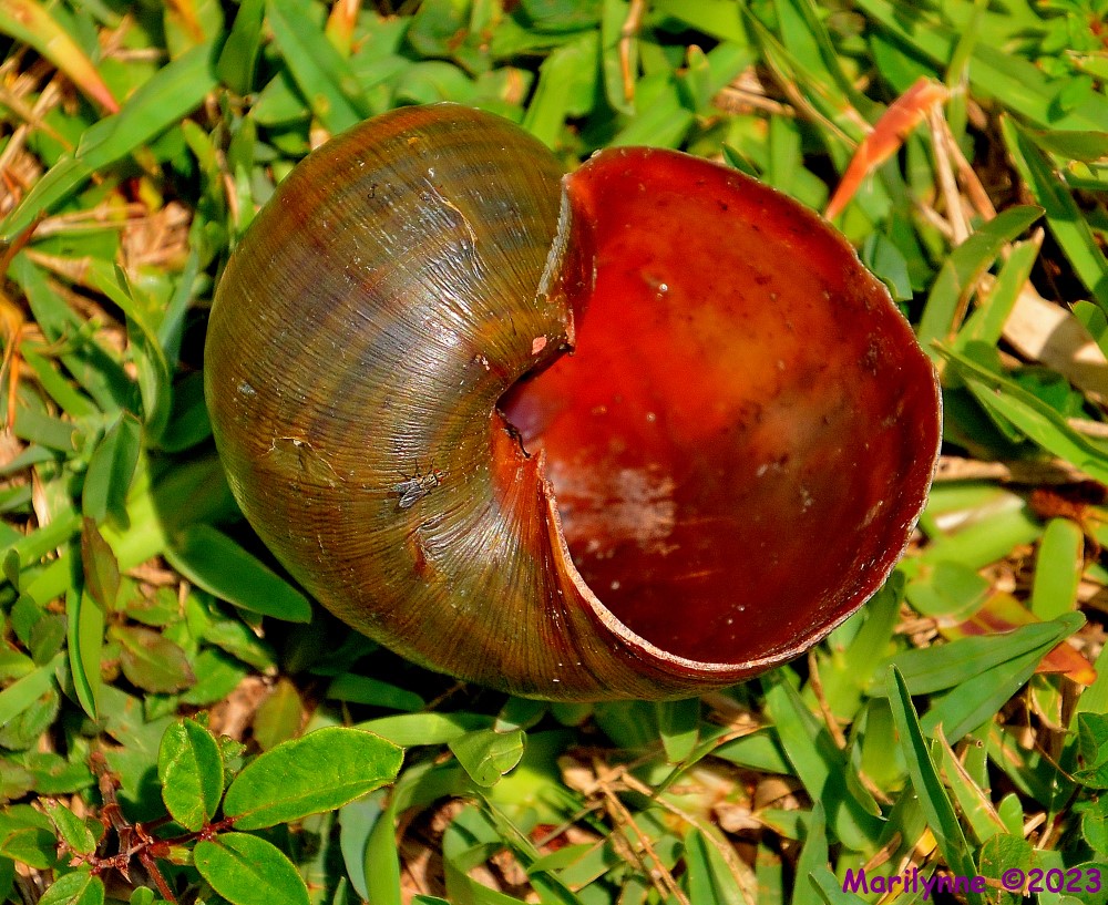 DSC_0485_001.JPG