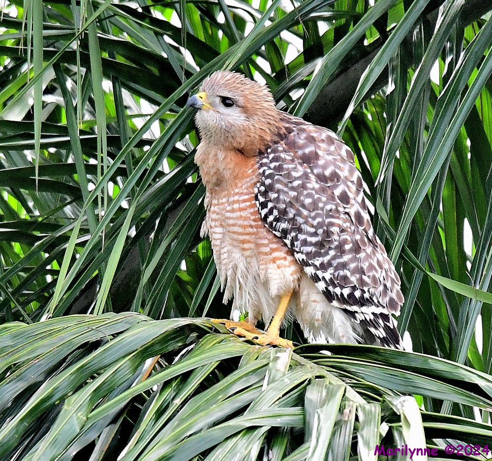 DSC_0486_001.JPG