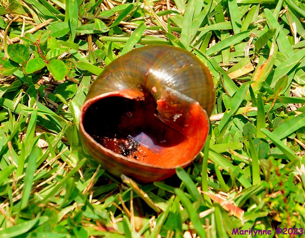 DSC_0487_001.JPG