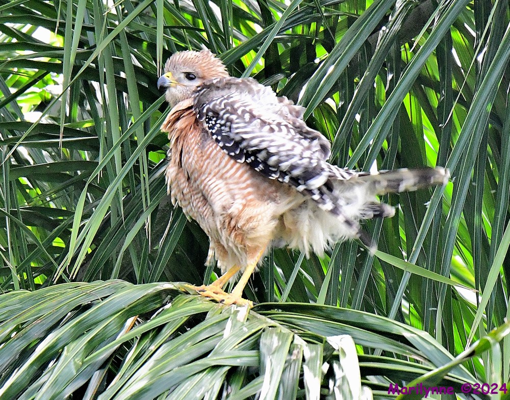 DSC_0488_001.JPG
