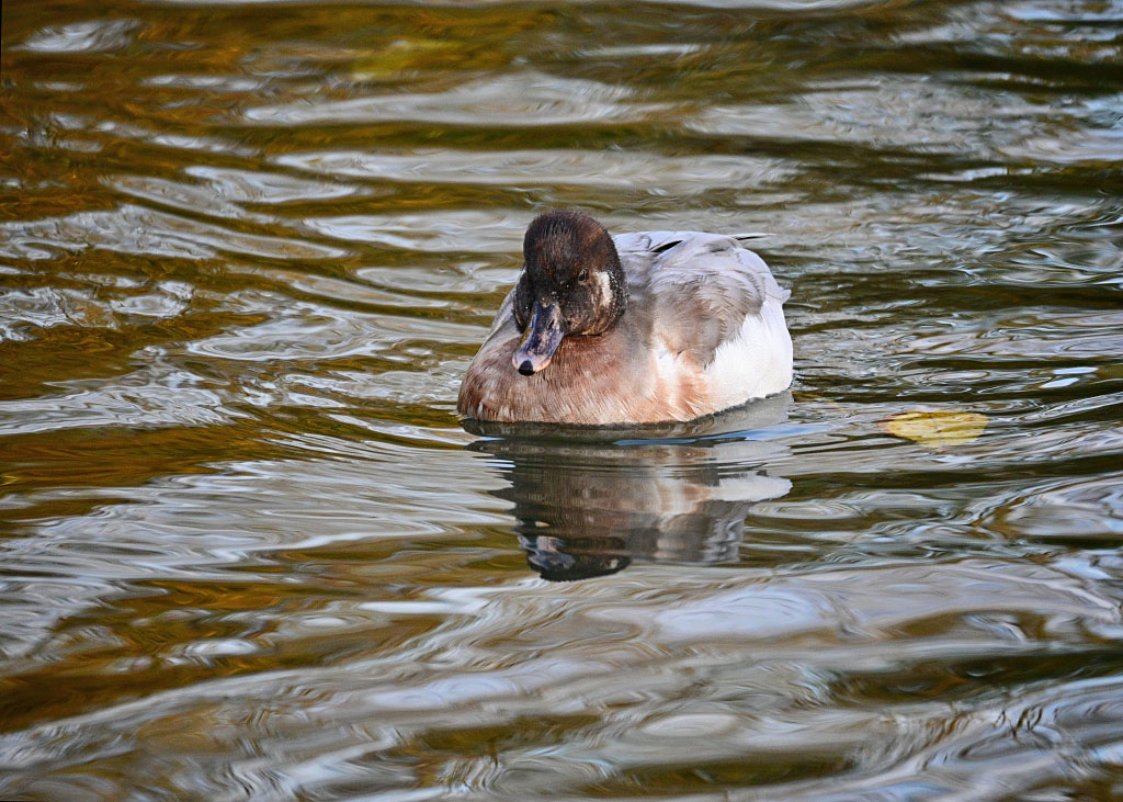 DSC_0490.jpg