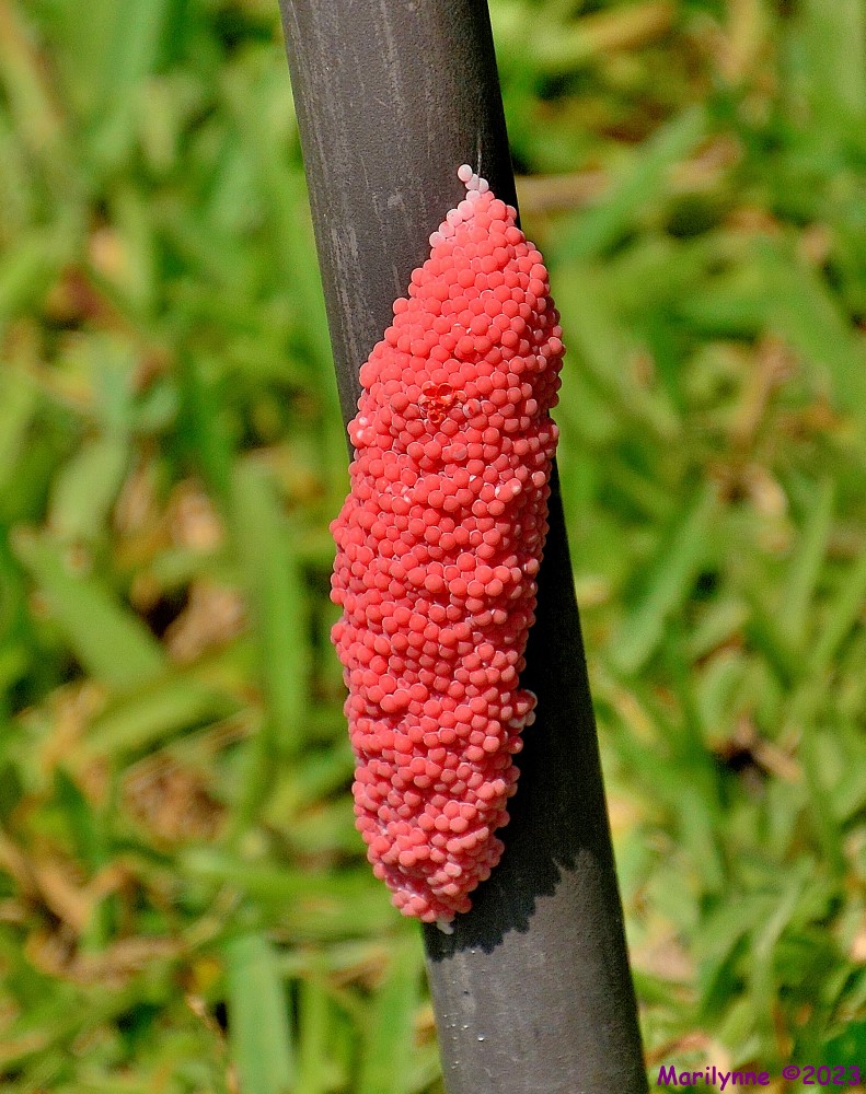 DSC_0490_001.JPG
