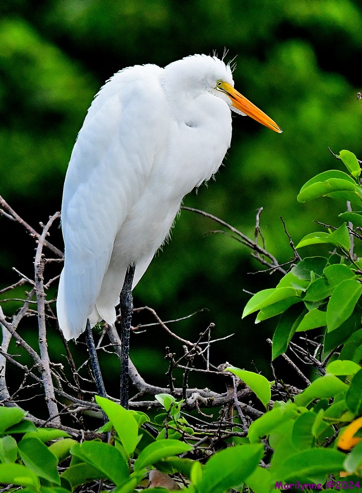 DSC_0490_001.JPG