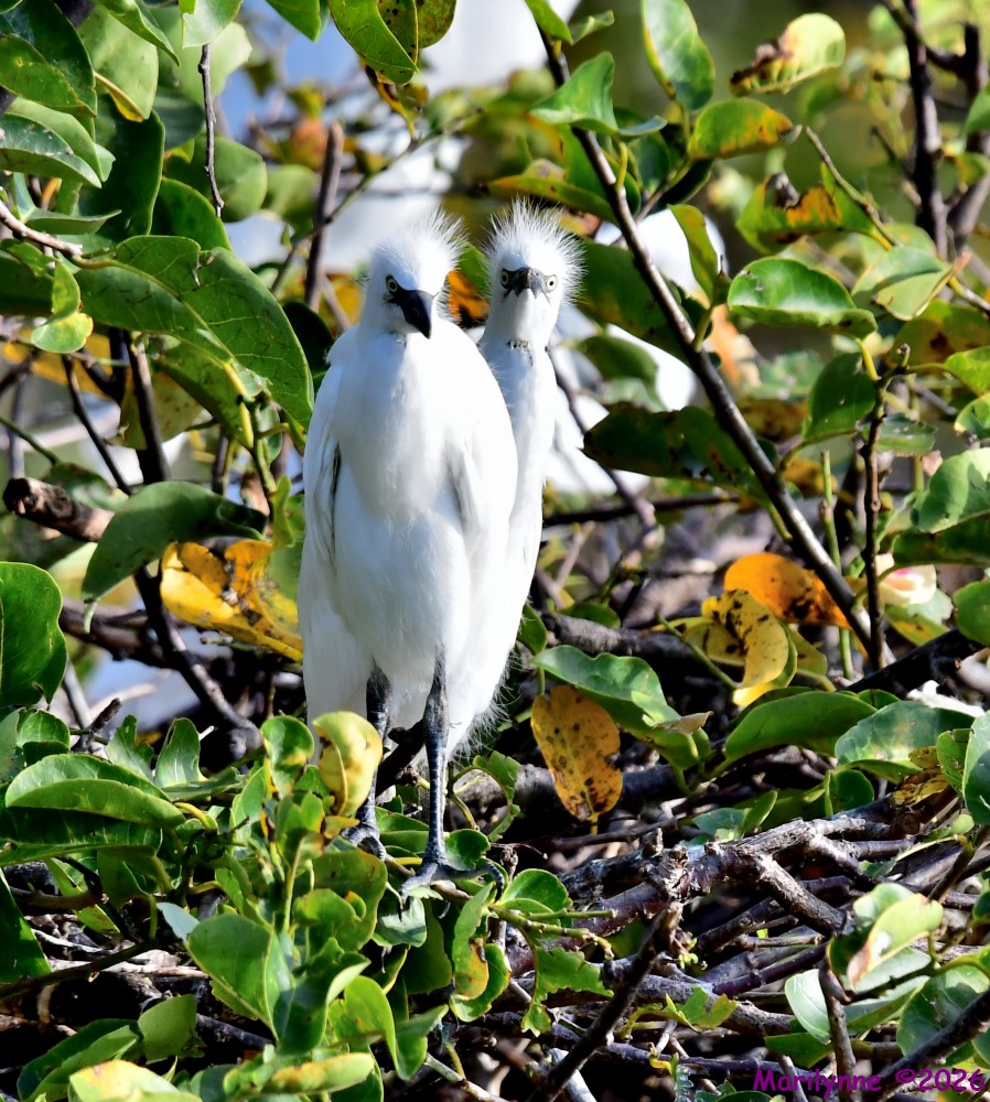 DSC_0490_001.JPG