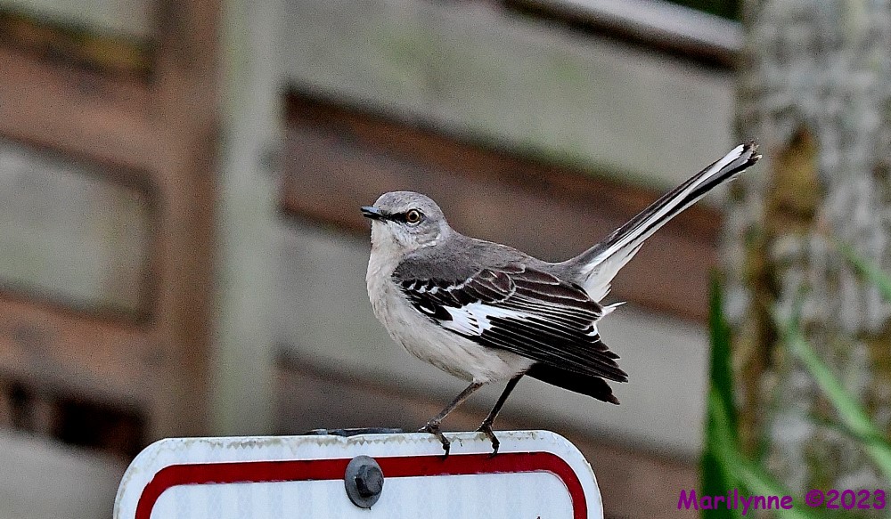 DSC_0492_001.JPG