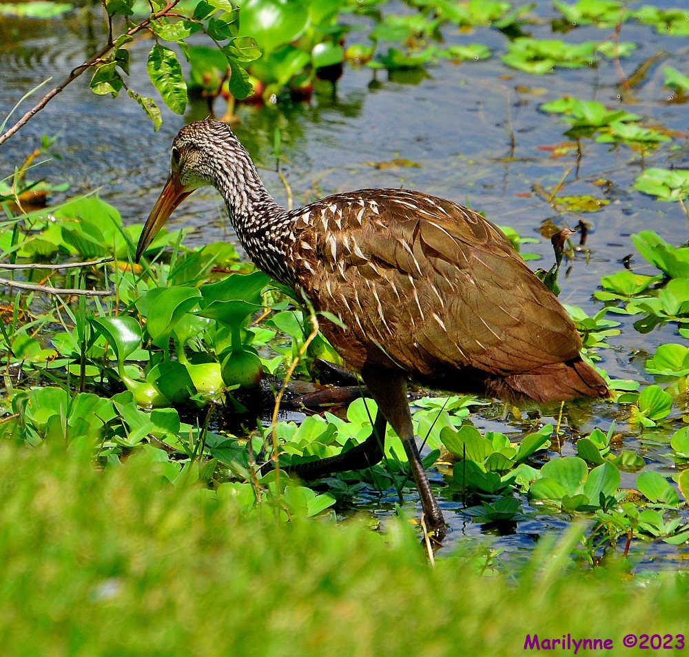 DSC_0493_001.JPG