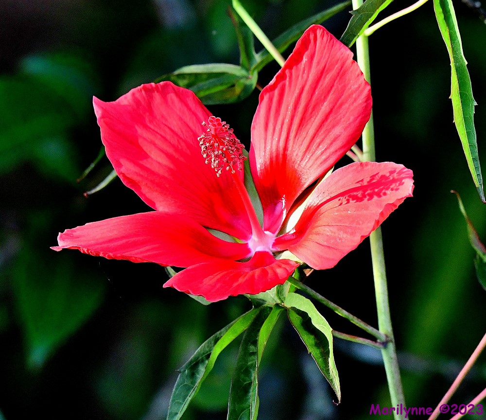 DSC_0493_001.JPG