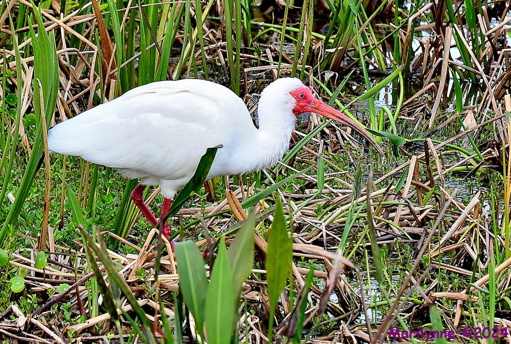 DSC_0493_001.JPG