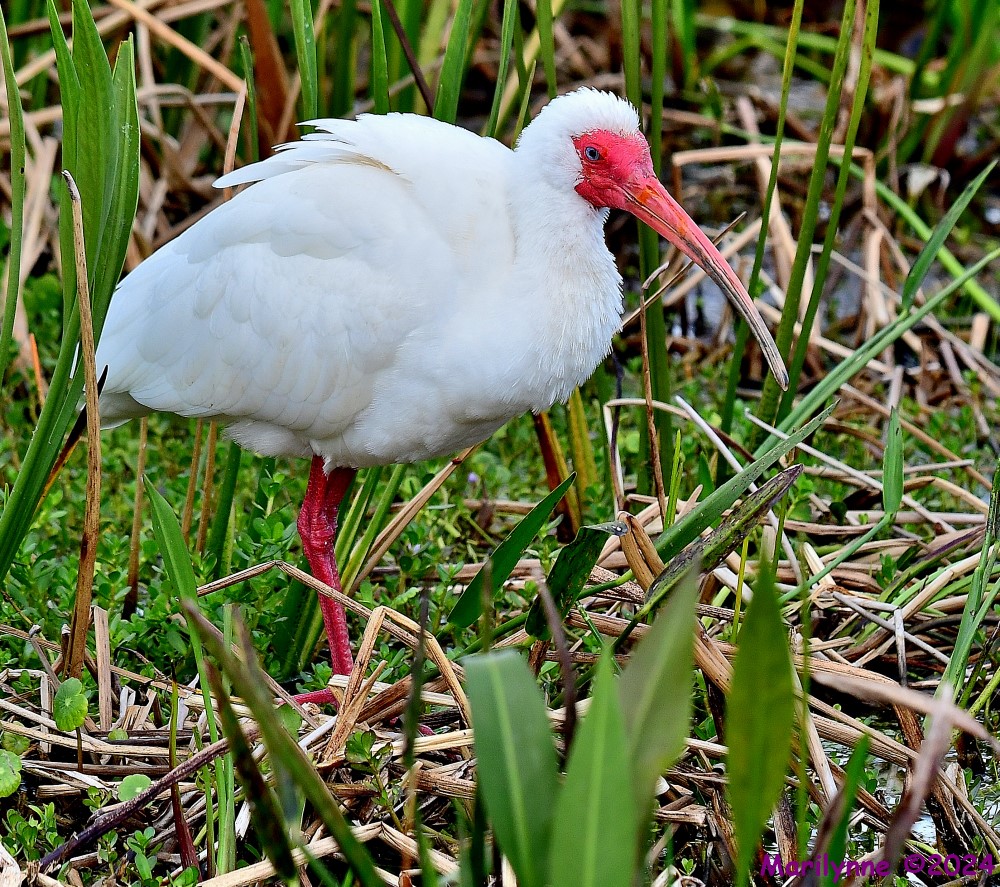 DSC_0494_001.JPG