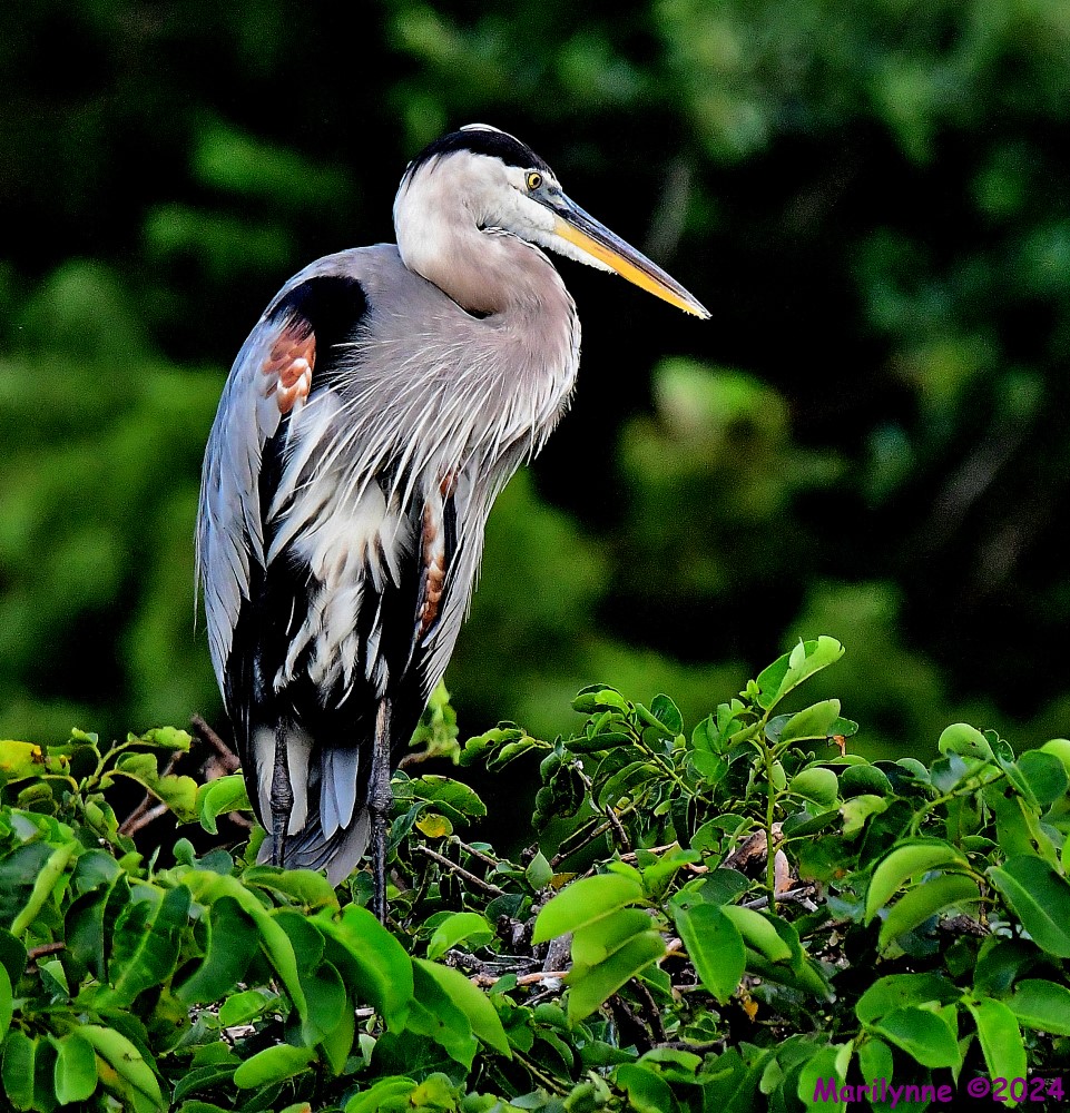 DSC_0495_001.JPG