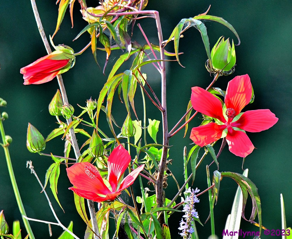 DSC_0496_001.JPG