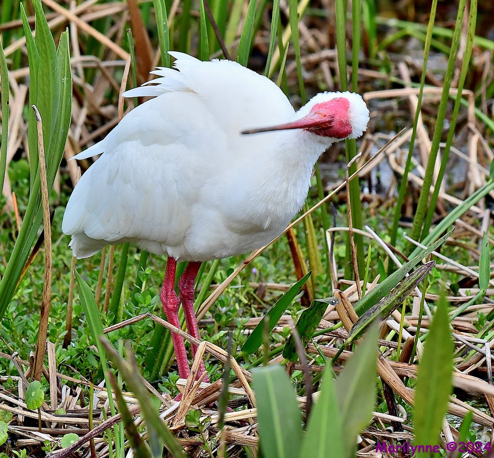 DSC_0497_001.JPG