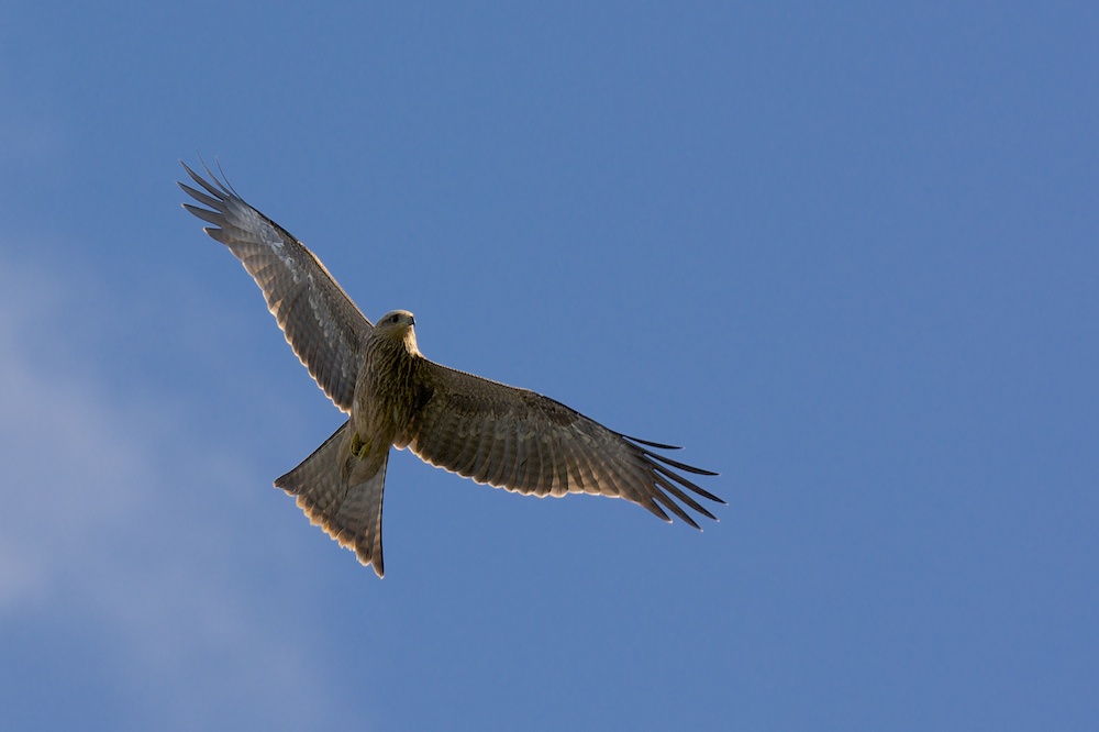 DSC_0499.jpg
