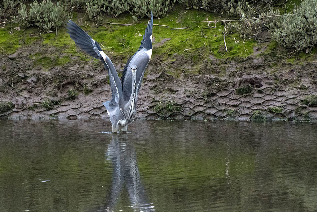 DSC_0499.jpg