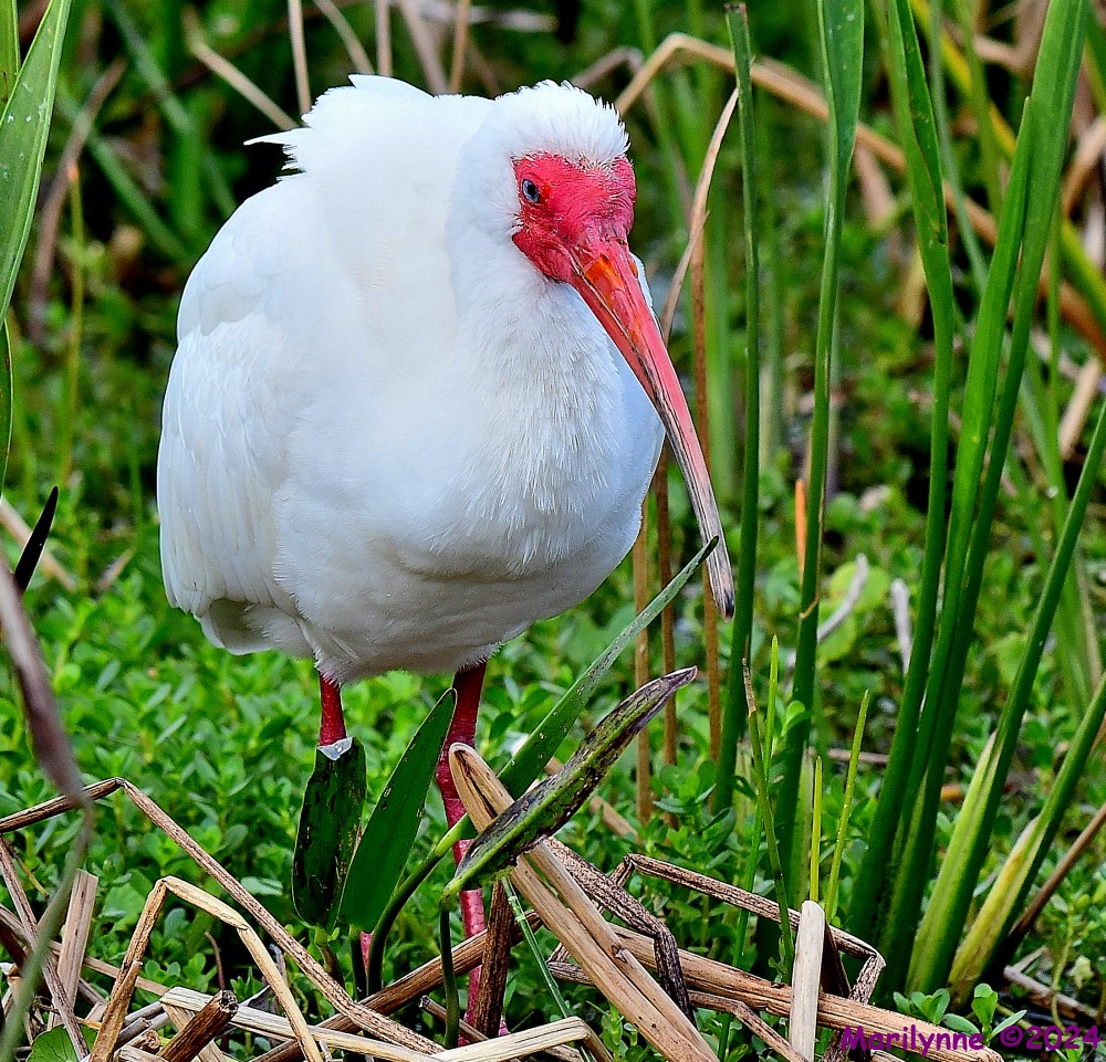 DSC_0499_001.JPG