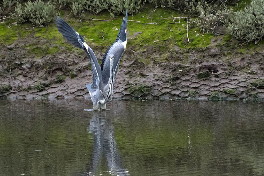dsc_0499_35559924131_o.jpg