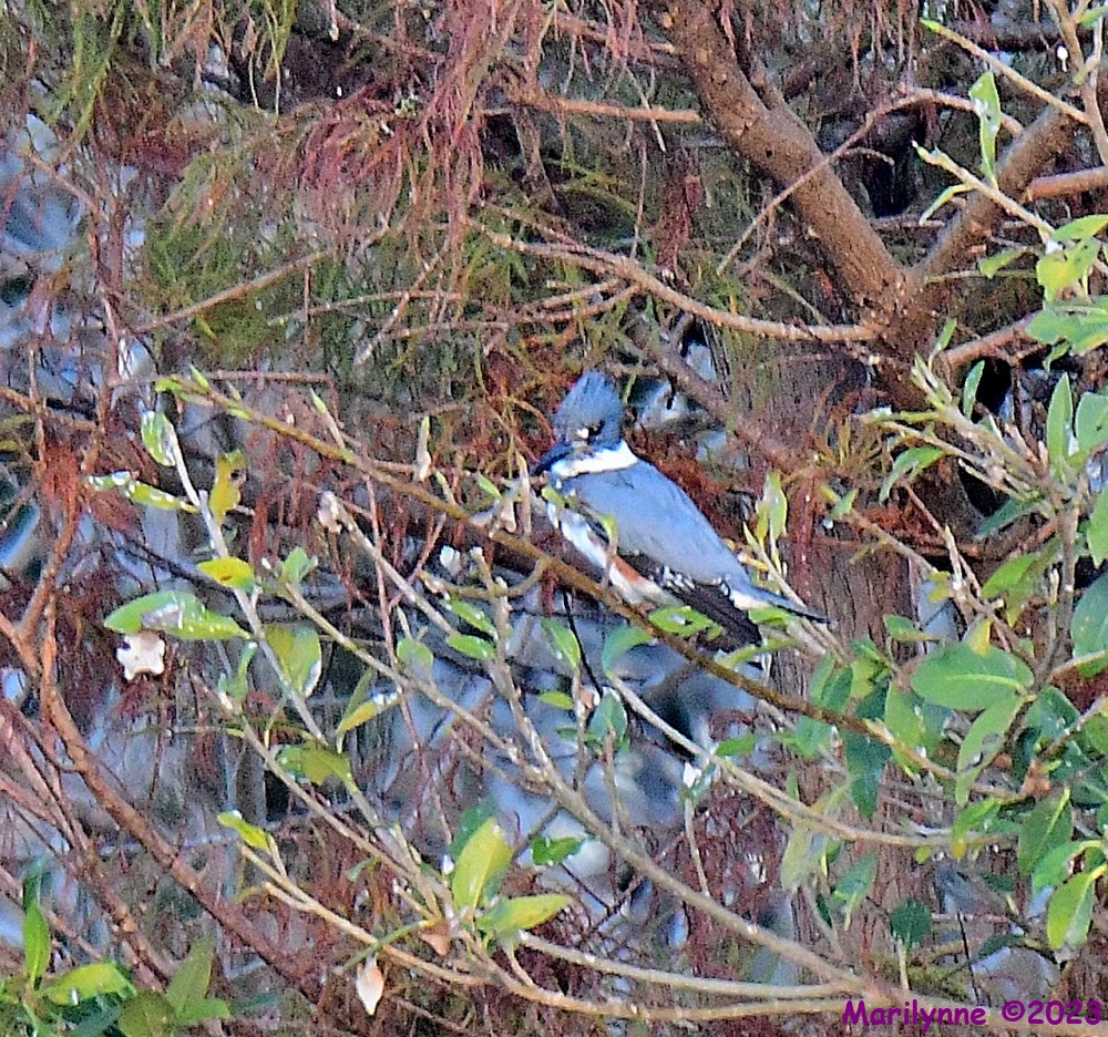 DSC_0504_001.JPG