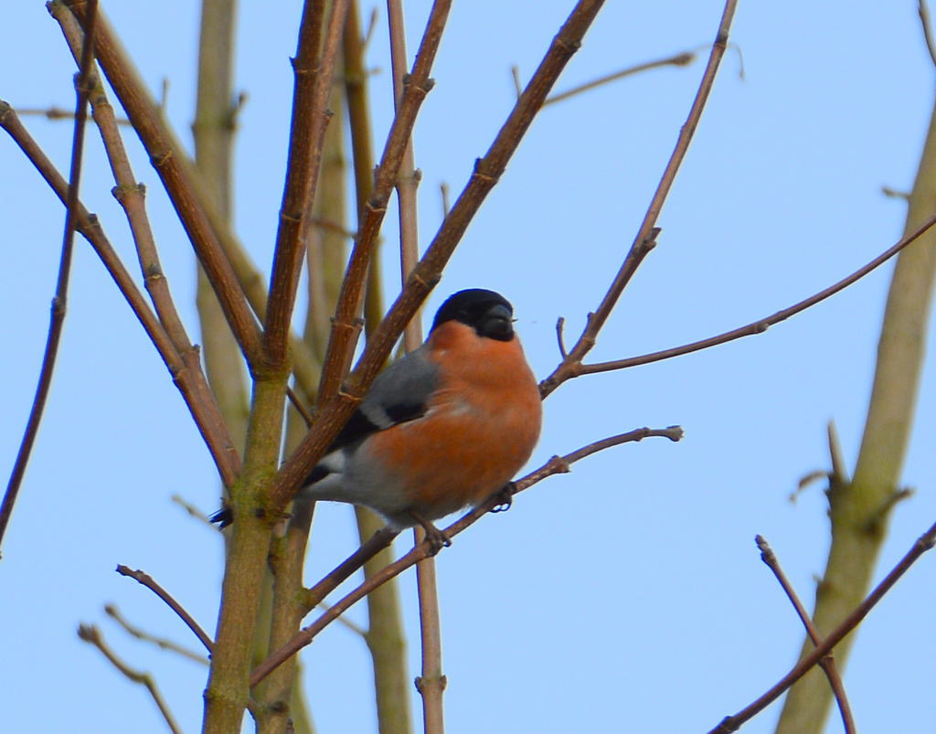 DSC_0505.jpg