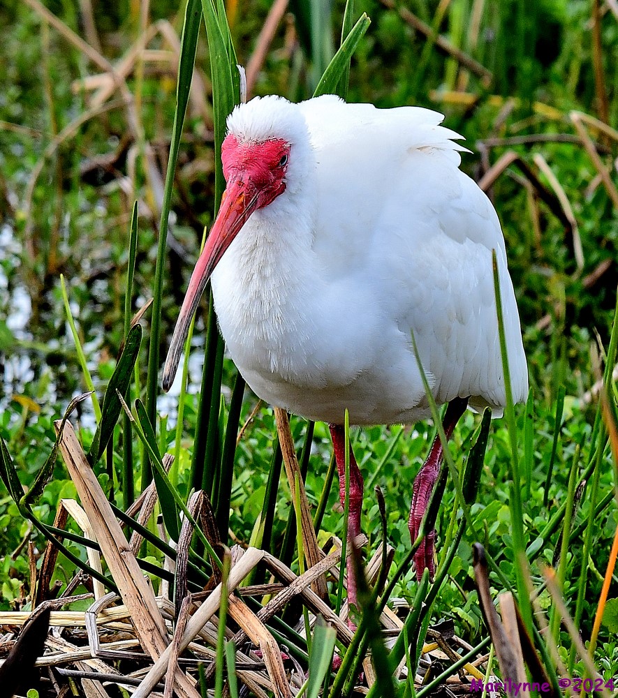 DSC_0505_001.JPG