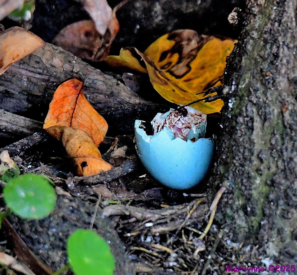 DSC_0506_001.JPG