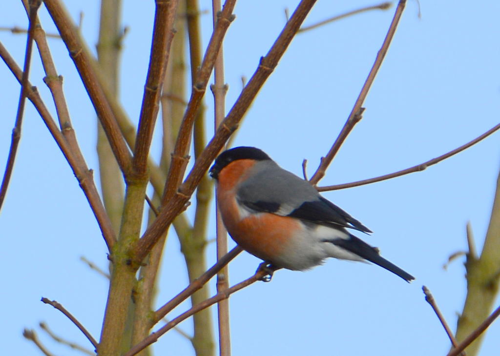 DSC_0508.jpg