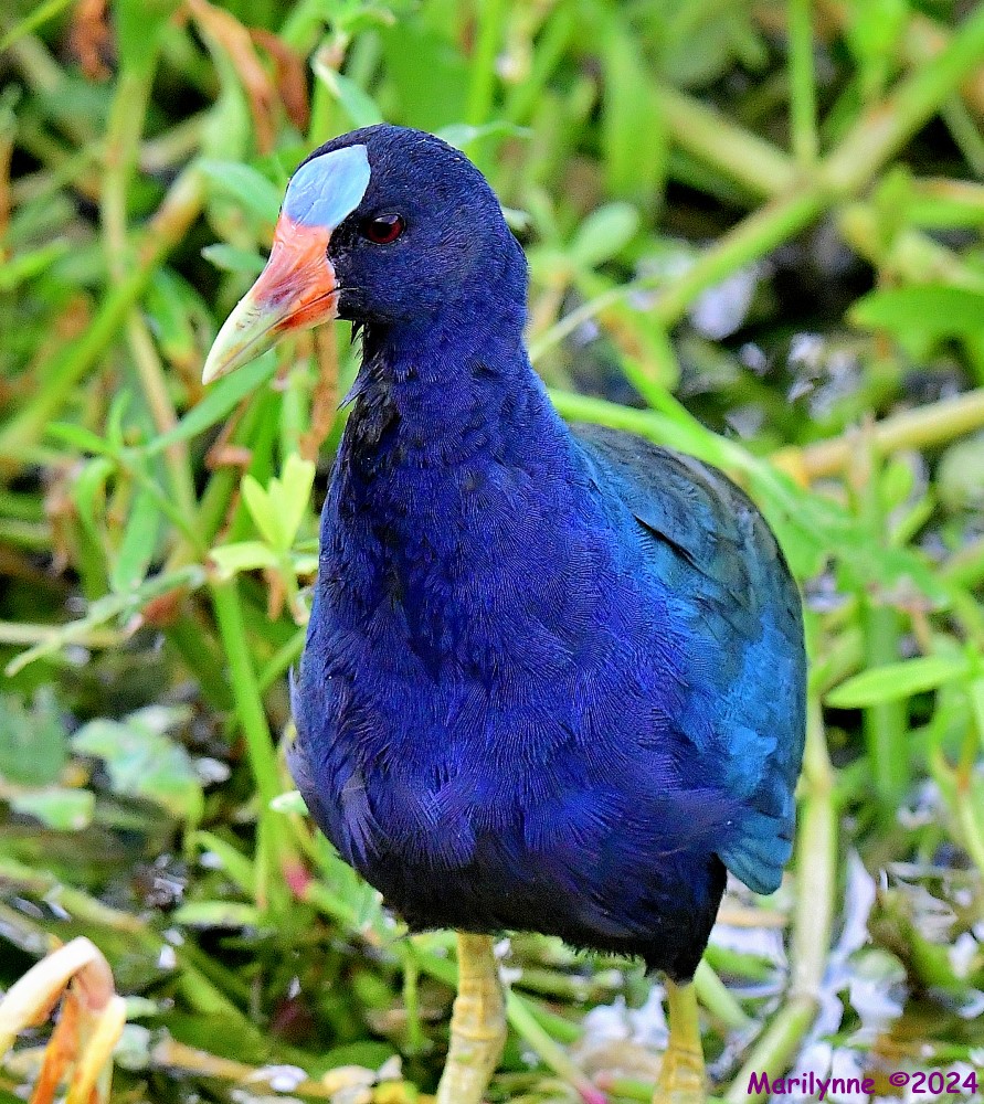 DSC_0510_001.JPG