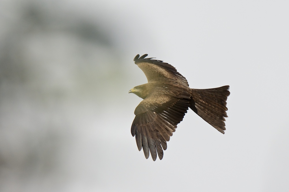 DSC_0511.jpg