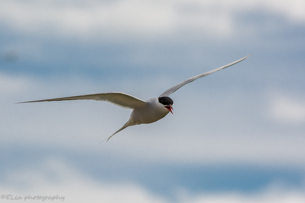 DSC_0511.jpg