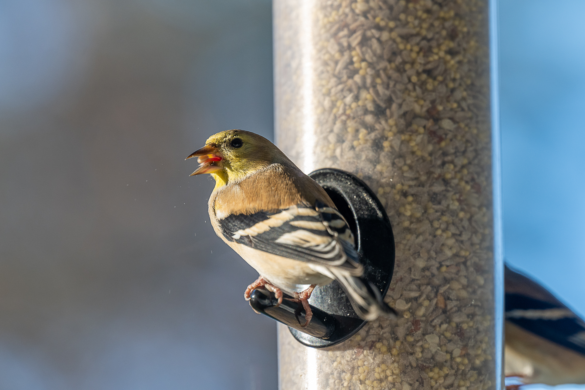DSC_0512.JPG