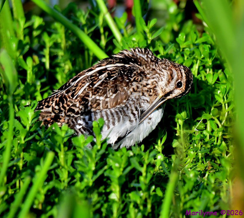 DSC_0512_001.JPG