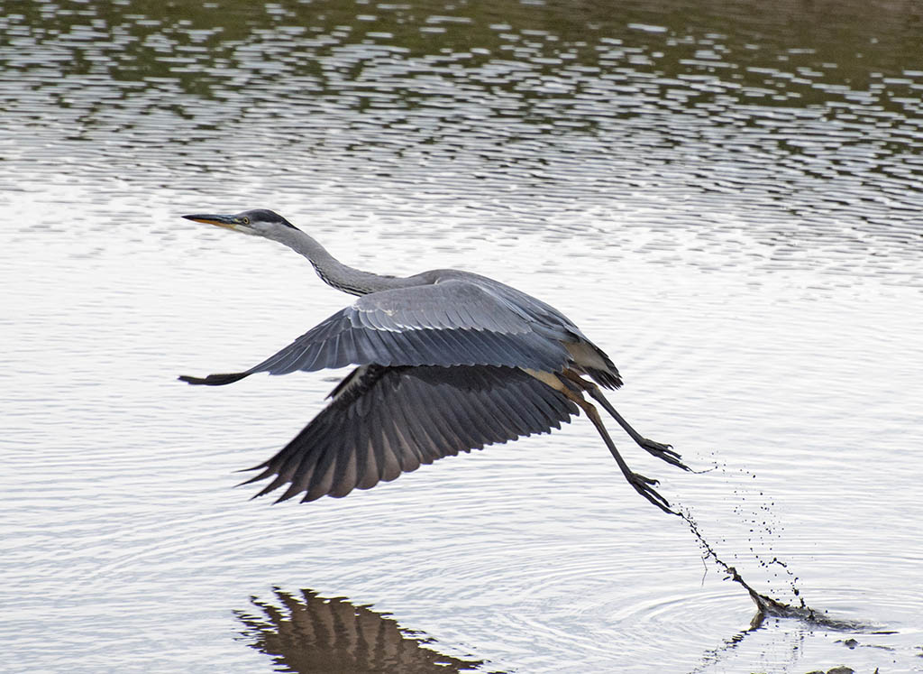 DSC_0513.jpg