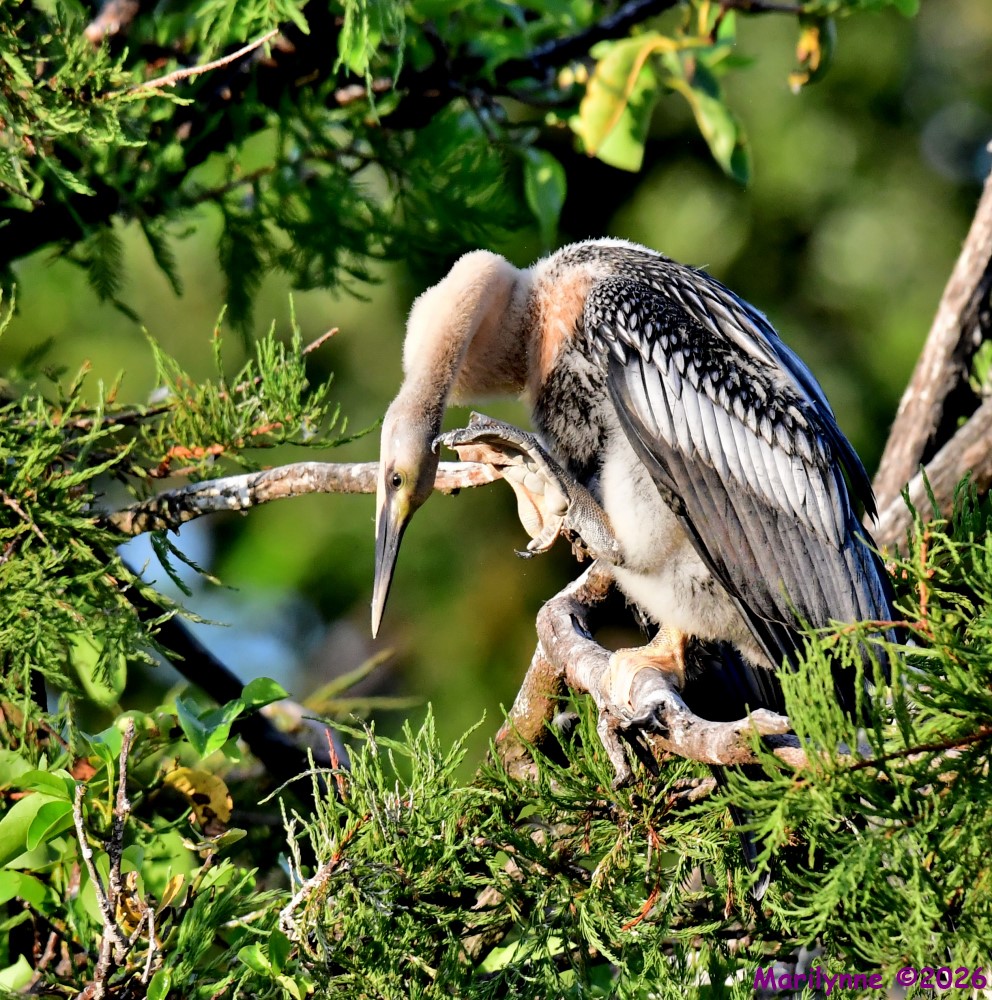 DSC_0513_001.JPG