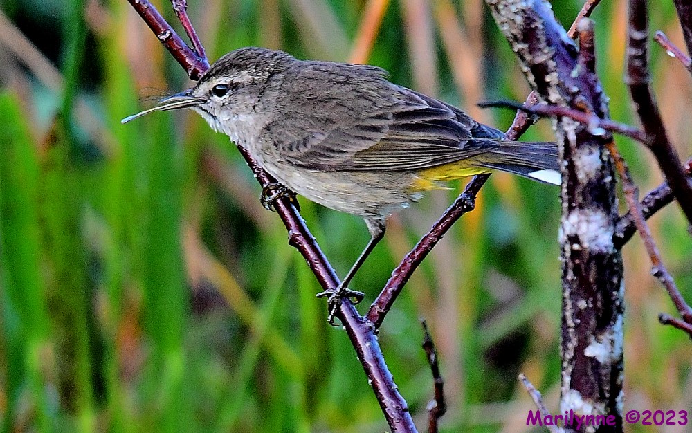 DSC_0515_001.JPG