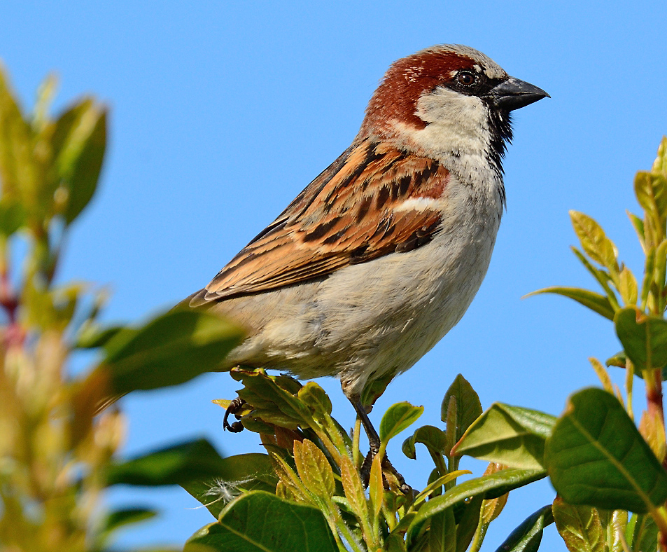 DSC_05161.jpg