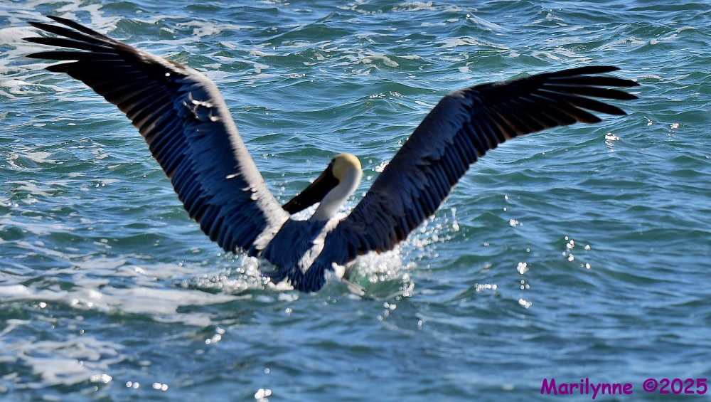 DSC_0516_001.JPG
