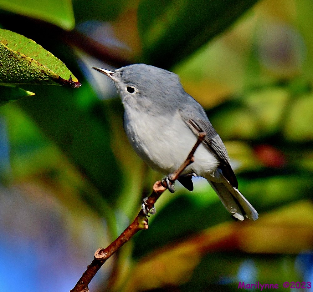 DSC_0520_001.JPG