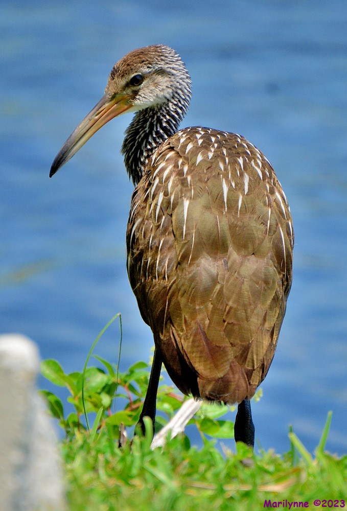 DSC_0520_001.JPG