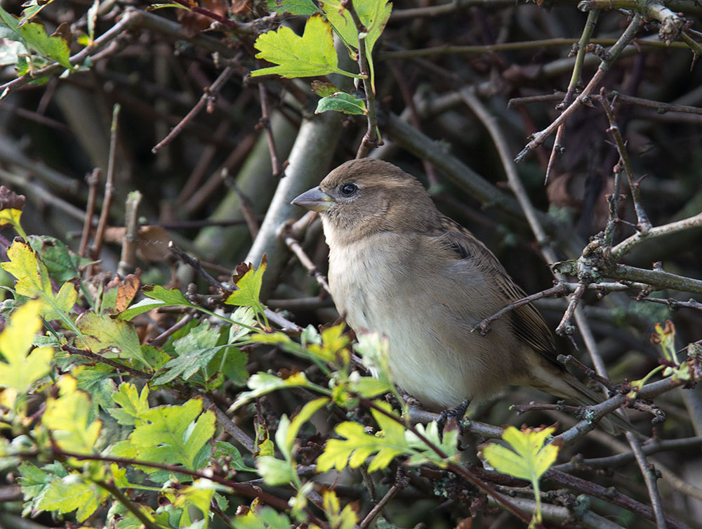 DSC_0522.jpg