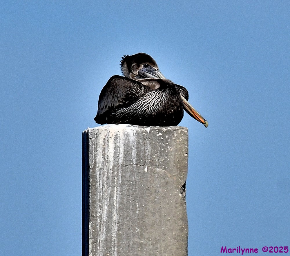 DSC_0530_001.JPG