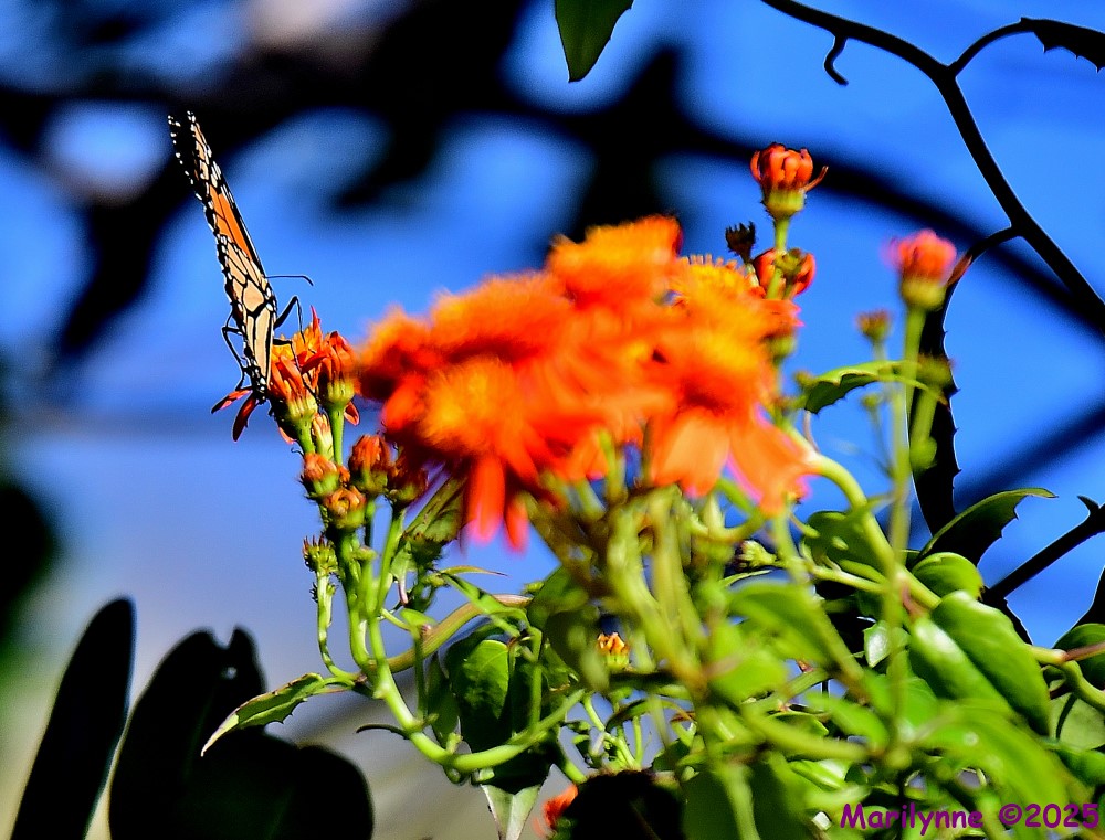 DSC_0531_001.JPG