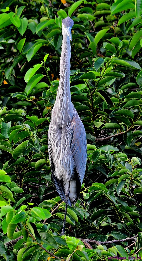 DSC_0536_001.JPG