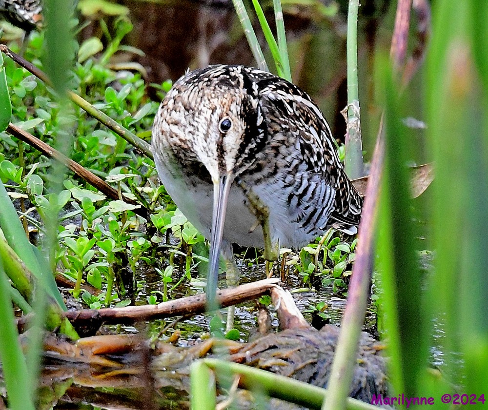 DSC_0537_001.JPG