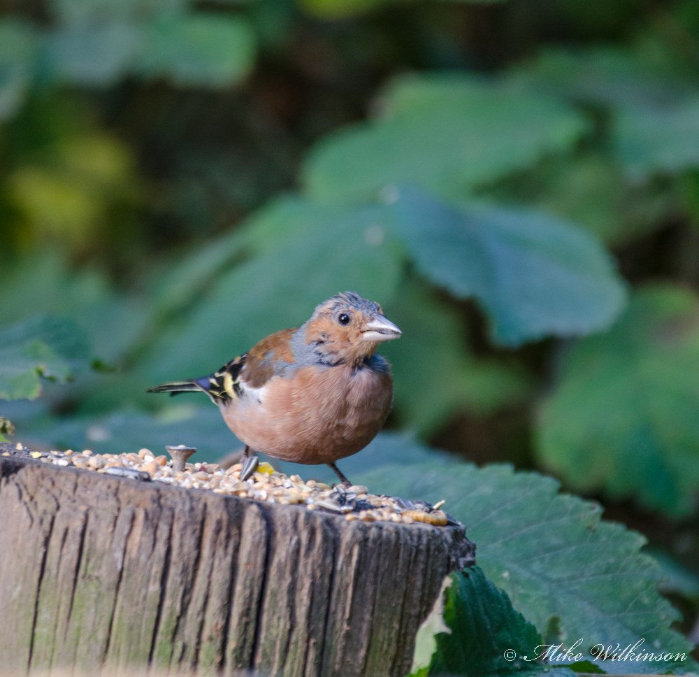 DSC_0542.jpg