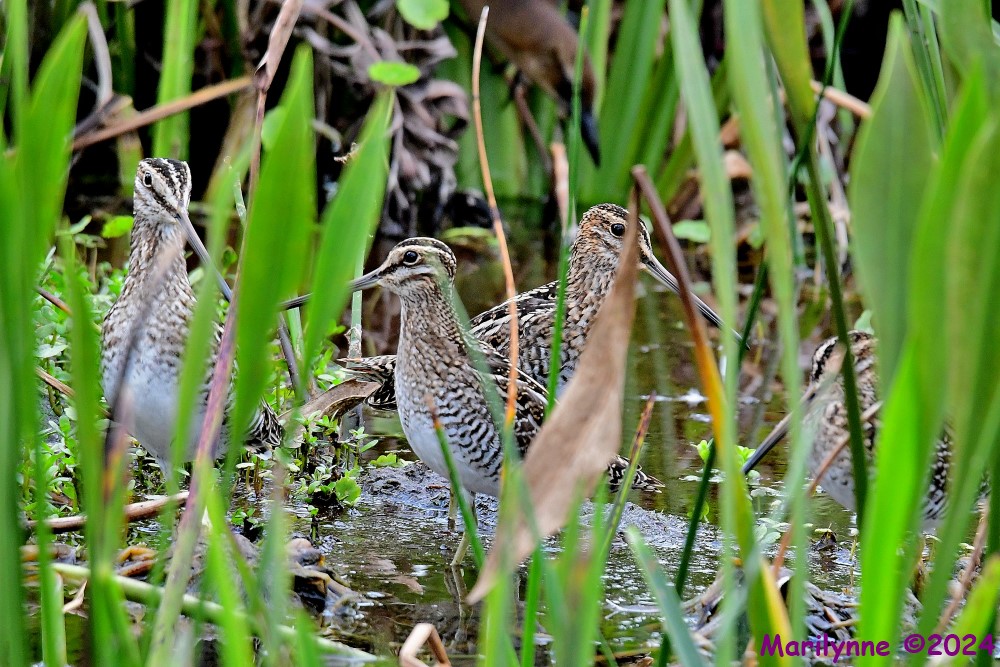 DSC_0543_001.JPG