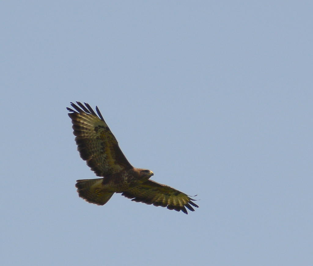 DSC_0546.jpg